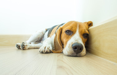 Portrait cute beagle puppy dog