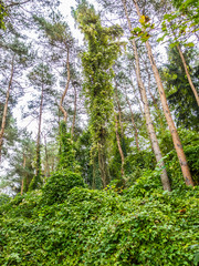 Verwilderter Kiefernwald