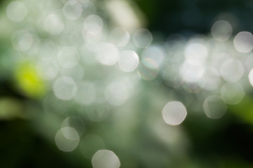Obraz premium natural green and white light bokeh for abstract background