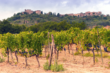 vineyards in Tuscany