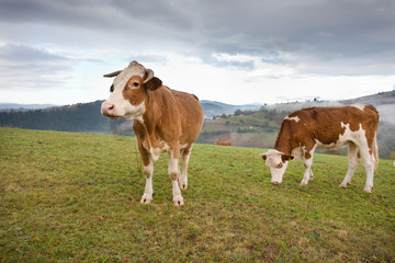 Fototapeta na wymiar Cows grazing on meadow