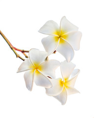 Fototapeta na wymiar Plumeria (frangipani) flowers on white background