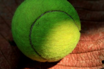 tennis ball with dry leaves