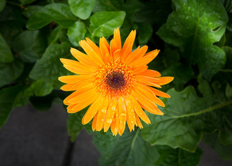 Orange gerbera