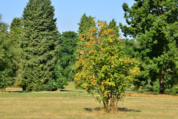 Ile de France, arboretum  of Chevreloup in Rocquencourt