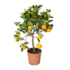 A little orange tree with fruits in a pot on white background.