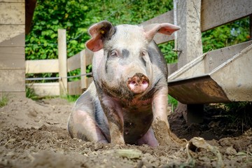 Schwein in einer Suhle direkt am Trog