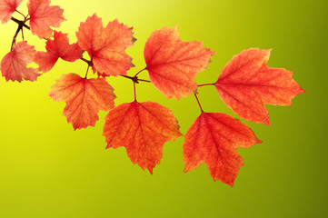 autumn leaves background