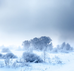 Winter landscape.