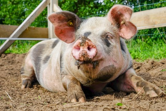 544 BESTE Suhlen BILDER, STOCKFOTOS & Adobe Stock