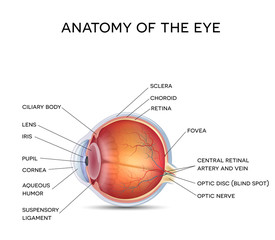 Normal eye