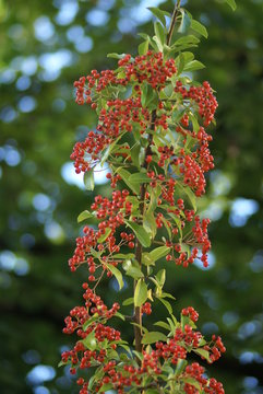 Vogelbeeren