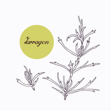 Hand drawn tarragon branch with leves isolated on white
