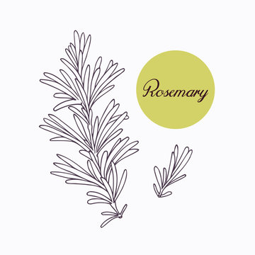 Hand drawn rosemary branch with leves isolated on white