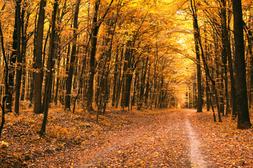 Fototapeta premium autumn trees