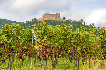 Fototapeta na wymiar Castle Hambacher Schloss, vineyard in front