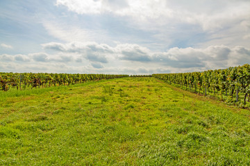 Fototapeta na wymiar green meadow between vine stocks