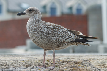 Möwe steht auf Stein