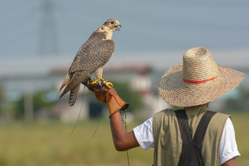 Falcon training
