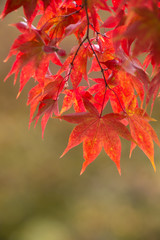 紅葉したかえで