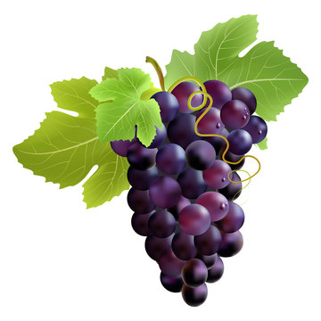 Bunch of grape. Created with gradient meshes.
