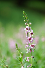 purple flower closeup