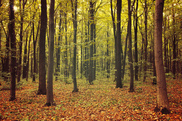 Fototapeta premium autumn trees