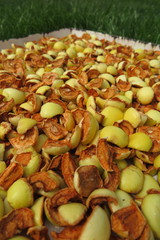 Sliced apples drying on a baking tray on the lawn in the summer garden