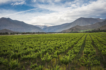 Fototapeta na wymiar Spring Vineyard, Elqui Valley, Andes, Chile