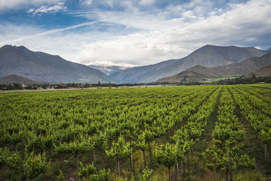 Spring Vineyard, Elqui Valley, Andes, Chile