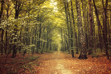 Obraz premium autumn trees