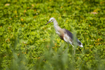 Javan Pond Heron