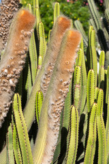 Beautiful Succulent Cactus Plants in Garden