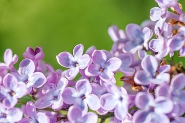 Fototapeta na wymiar background of flowers of lilac closeup