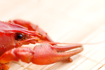 boiled cancer closeup