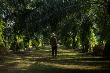 Farmers walk in the palm plantation