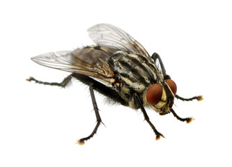 Fototapeta premium fly on a white