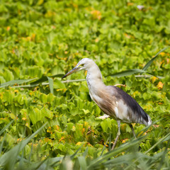 Javan Pond Heron