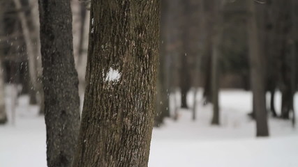 Snowballs Hit Tree Medium. a medium shot of snowballs hitting tree in snow motion. multiple shots from same angle

