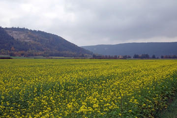 Rapsfeld