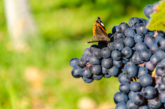 Schmetterling auf blauen Weintrauben