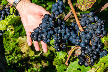 Hand und blaue Weintrauben