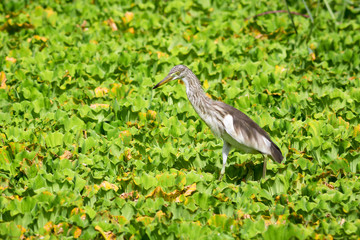 Javan Pond Heron
