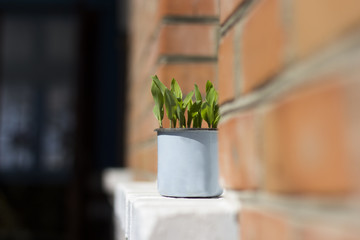 Pot on the windowsill