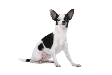 Black and White Chihuahua dog