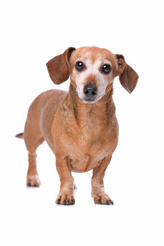 dachshund looking at camera