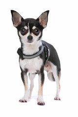 Black and White Chihuahua dog