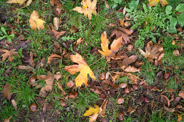 The image of leaves on fall ground