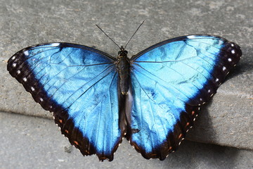 A pretty blue morpho spreads its wings in the gardens.
