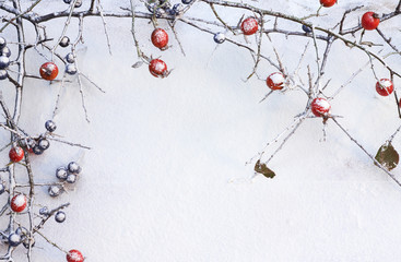 branch of wild rose and blackthorn with fruits in snow